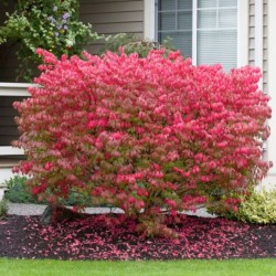 Euonymus alatus 'Chicago Fire'