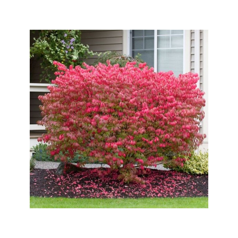 Euonymus alatus 'Chicago Fire'