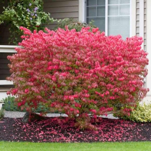 Euonymus alatus 'Chicago Fire'