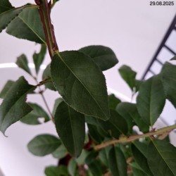 Euonymus alatus 'Chicago Fire'