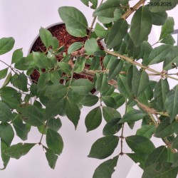 Euonymus alatus 'Chicago Fire'