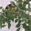 Euonymus alatus 'Chicago Fire'