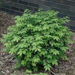 Euonymus alatus LITTLE...