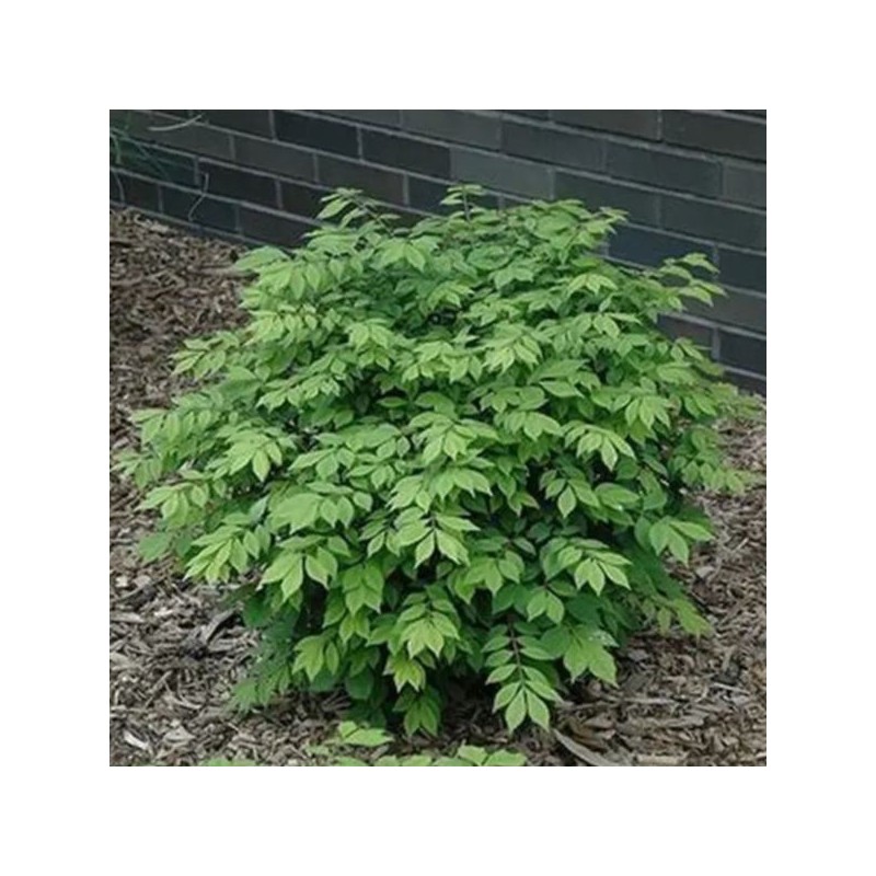 Euonymus alatus LITTLE MOSES 'Odom'
