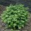 Euonymus alatus LITTLE MOSES 'Odom'