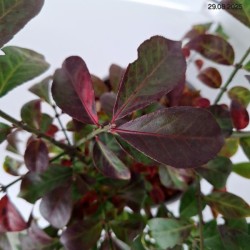 Euonymus alatus LITTLE MOSES 'Odom'