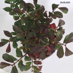 Euonymus alatus LITTLE MOSES 'Odom'