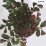 Euonymus alatus LITTLE MOSES 'Odom'