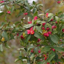 Euonymus europaeus