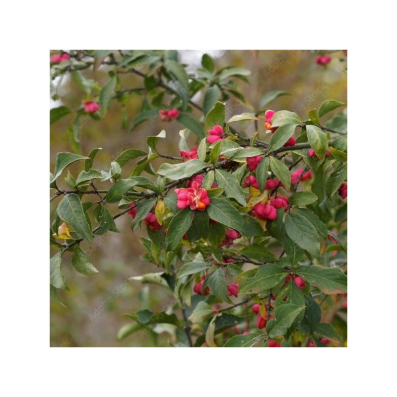 Euonymus europaeus