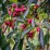 Euonymus europaeus 'Red Cascade'