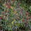 Euonymus europaeus 'Red Cascade'