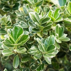 Euonymus japonicus...