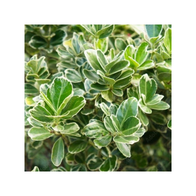 Euonymus japonicus 'Président Gauthier'