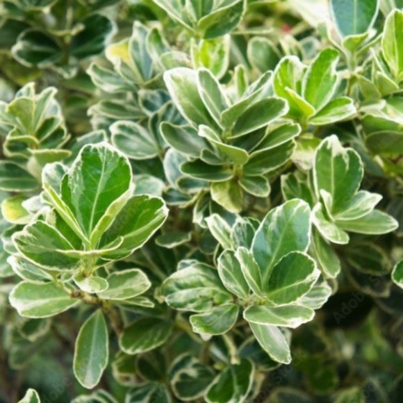 Euonymus japonicus 'Président Gauthier'