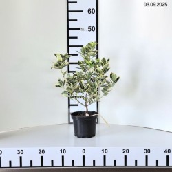 Euonymus japonicus 'Président Gauthier'