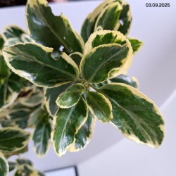 Euonymus japonicus 'Président Gauthier'