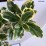 Euonymus japonicus 'Président Gauthier'