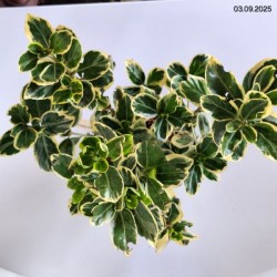 Euonymus japonicus 'Président Gauthier'