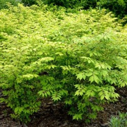 Euonymus verrucosus