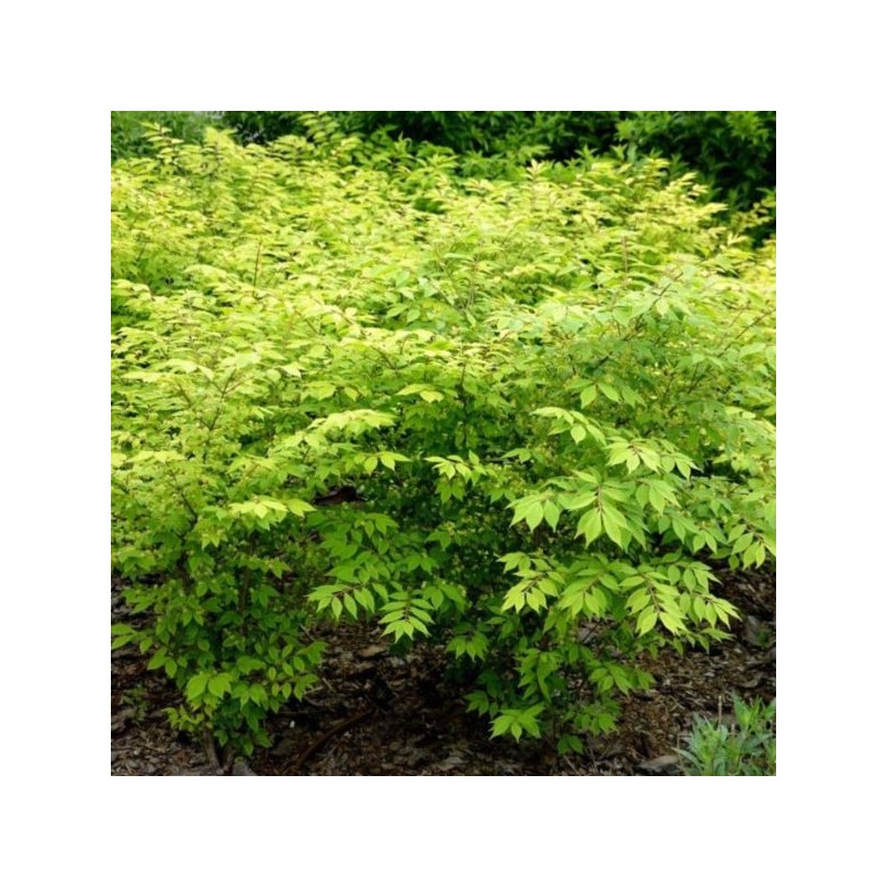 Euonymus verrucosus