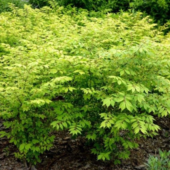 Euonymus verrucosus