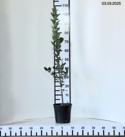 Euonymus verrucosus