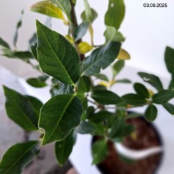 Euonymus verrucosus