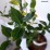 Euonymus verrucosus