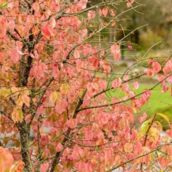 Euonymus verrucosus