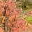 Euonymus verrucosus