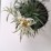 Leontopodium alpinum 'May Snow'