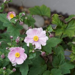 Anemone ×hybrida 'Königin...