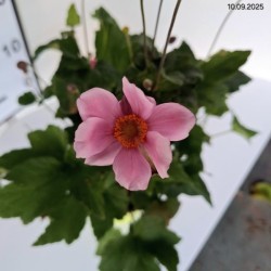 Anemone ×hybrida 'Königin Charlotte'