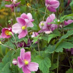 Anemone hupehensis...