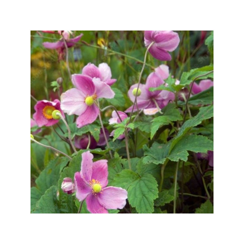 Anemone hupehensis 'September Charm'