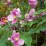 Anemone hupehensis 'September Charm'