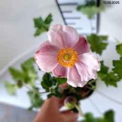 Anemone hupehensis 'September Charm'