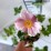 Anemone hupehensis 'September Charm'