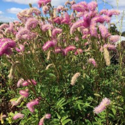 Sanguisorba 'Pink Brushes'