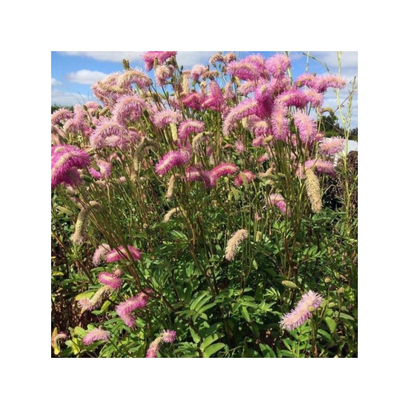 Sanguisorba 'Pink Brushes'