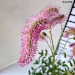 Sanguisorba 'Pink Brushes'