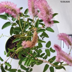 Sanguisorba 'Pink Brushes'
