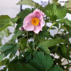 Anemone tomentosa 'Robustissima'