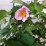 Anemone tomentosa 'Robustissima'