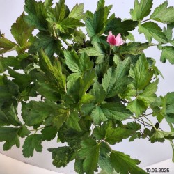 Anemone tomentosa 'Robustissima'