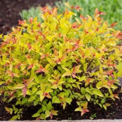 Spiraea japonica 'Goldflame'