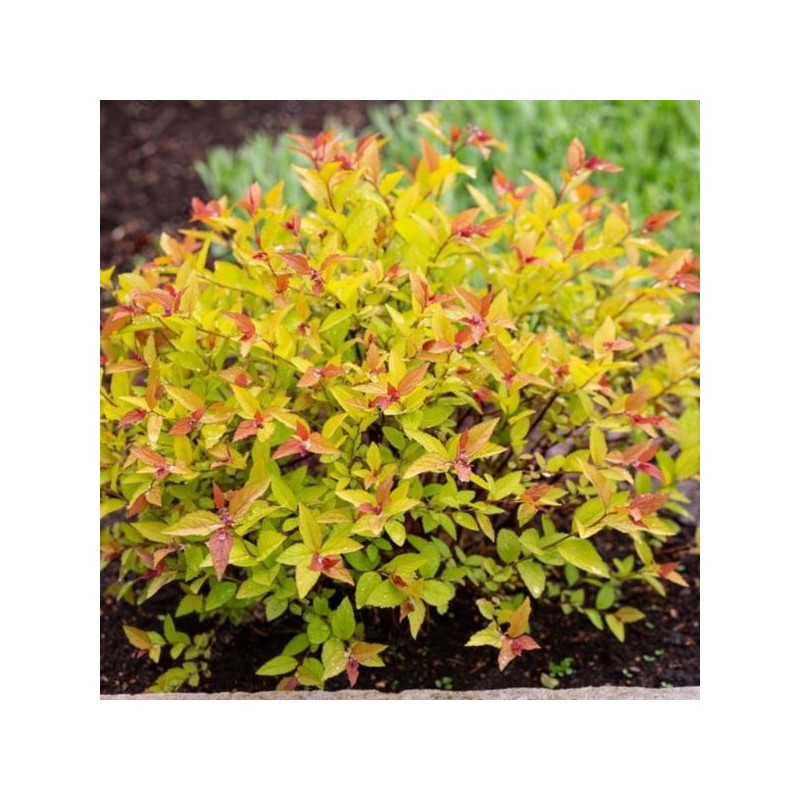 Spiraea japonica 'Goldflame'