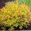 Spiraea japonica 'Goldflame'