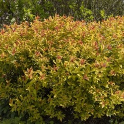 Spiraea japonica 'Goldflame'